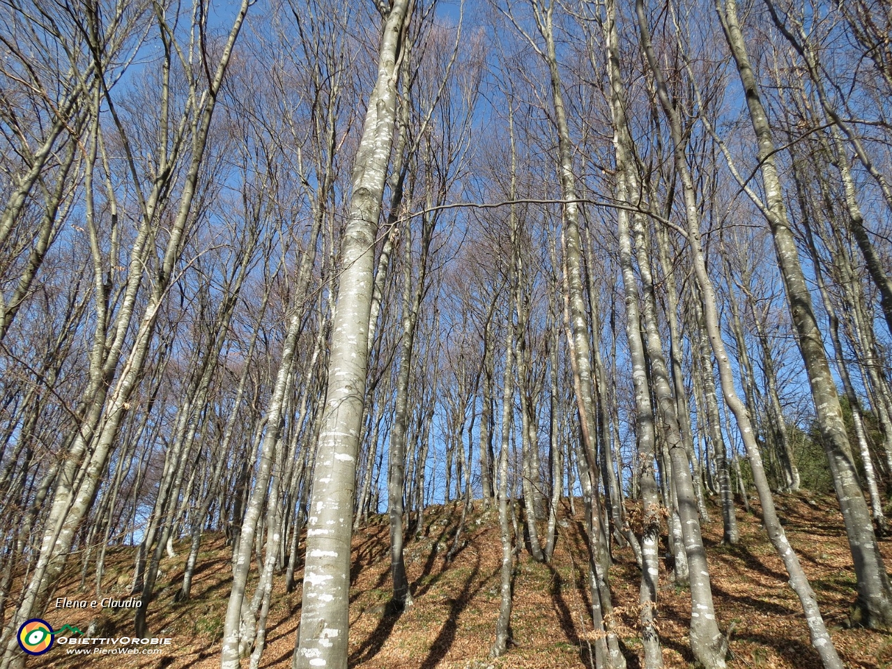 01 Il bosco si erge fiero.JPG